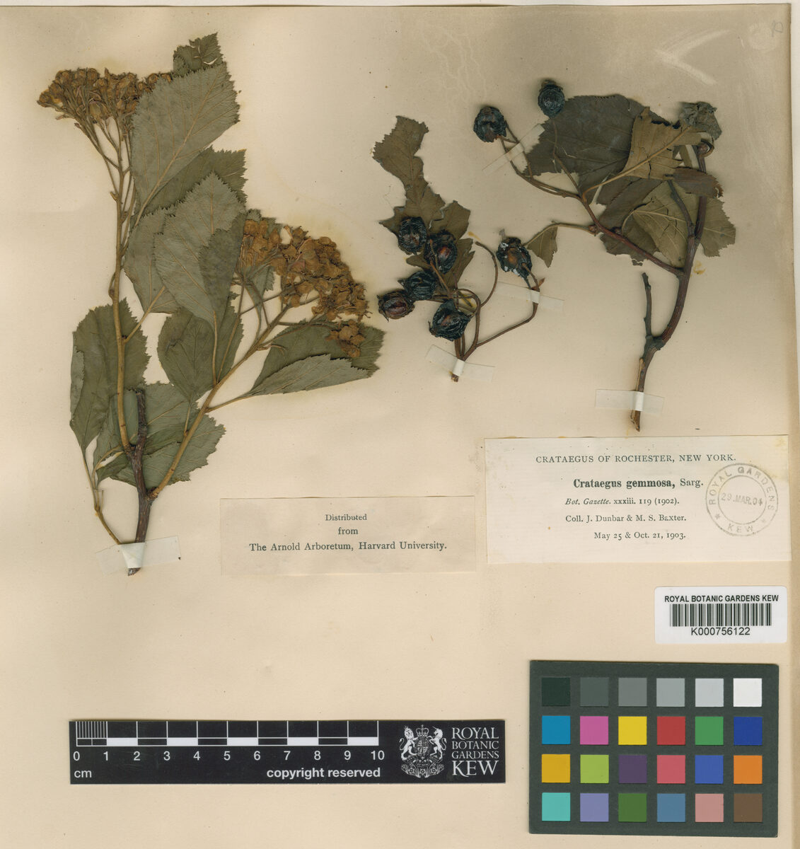 Crataegus gemosa