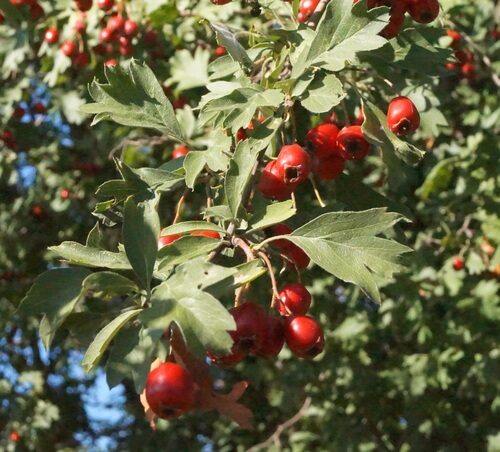 Crataegus meyeri — photo