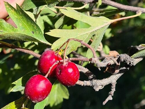 Crataegus meyeri