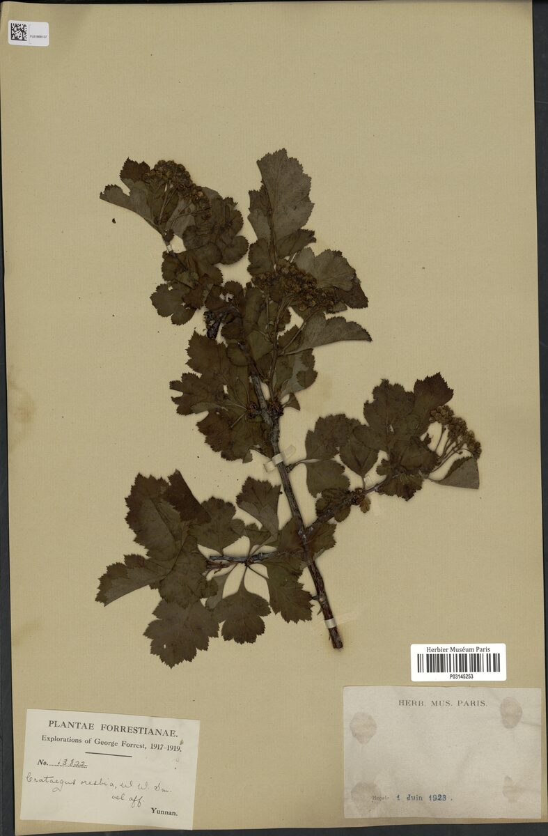 Crataegus oresbia