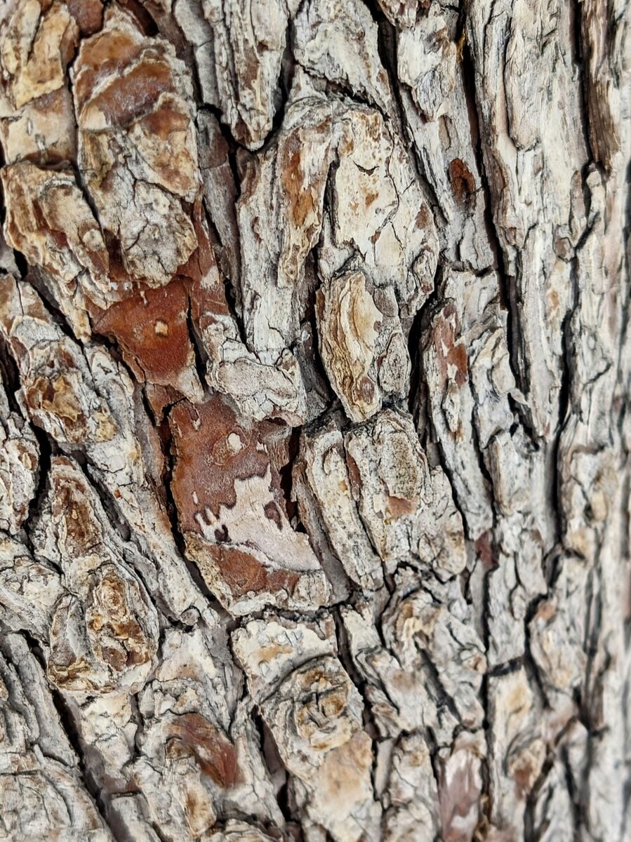 Crataegus orientalis subsp. szovitsii — photo