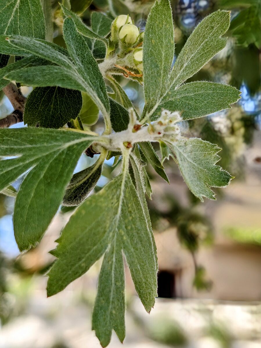 Crataegus orientalis subsp. szovitsii — photo