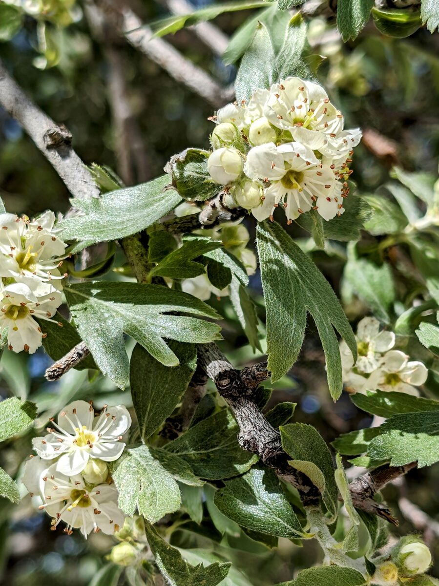 Crataegus orientalis subsp. szovitsii