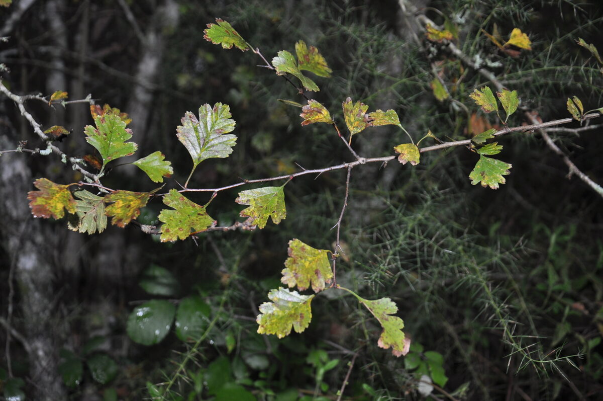 Crataegus parvifolia (Dwarf thorn) — photo