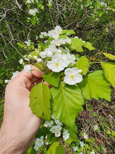 Crataegus pennsylvanica (Pennsylvania Hawthorn) — photo