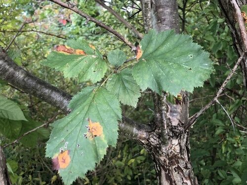 Crataegus pennsylvanica (Pennsylvania Hawthorn) — photo