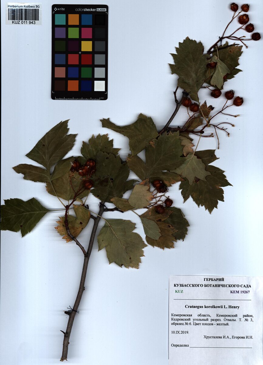 Crataegus pinnatifida var. major (Mayhaw) — photo