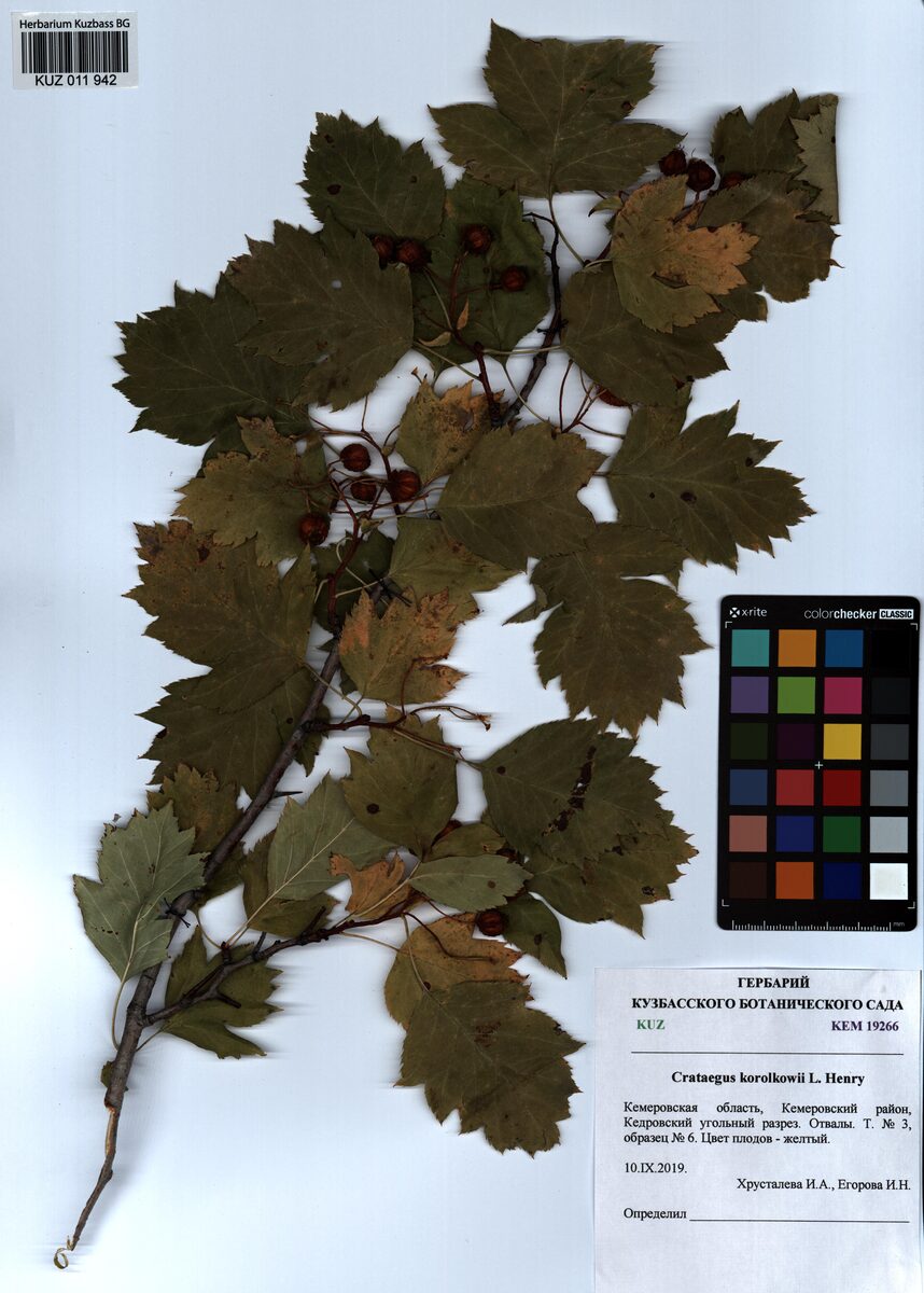 Crataegus pinnatifida var. major