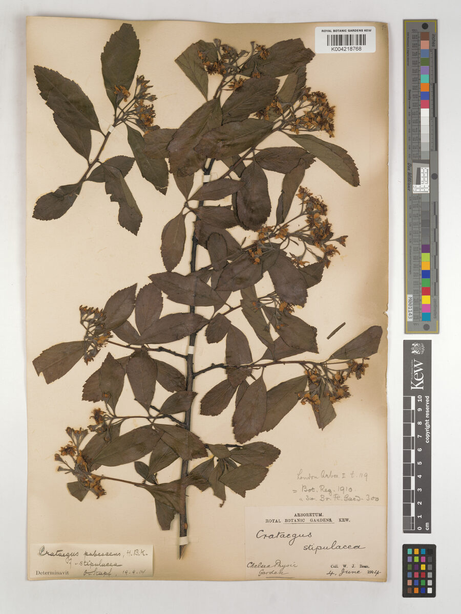 Crataegus pubescens stipulacea - (Loudon.)Stapf. (Manzanilla) — photo