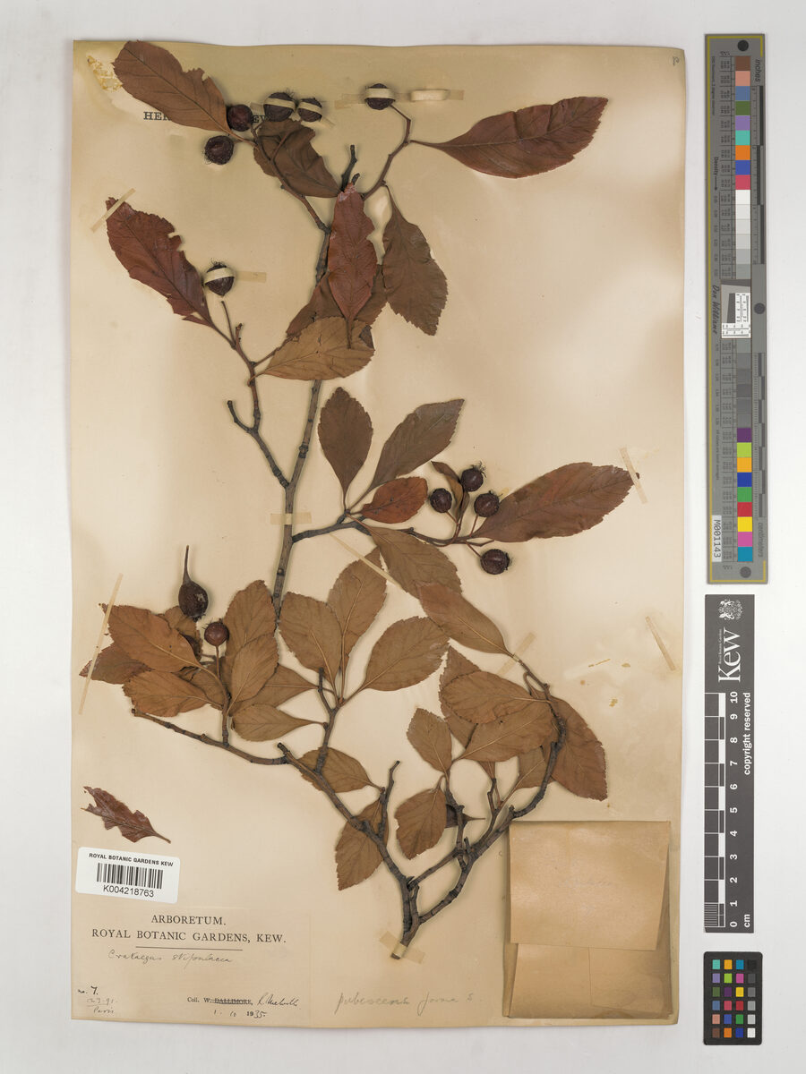 Crataegus pubescens var. stipulacea (Manzanilla) — photo