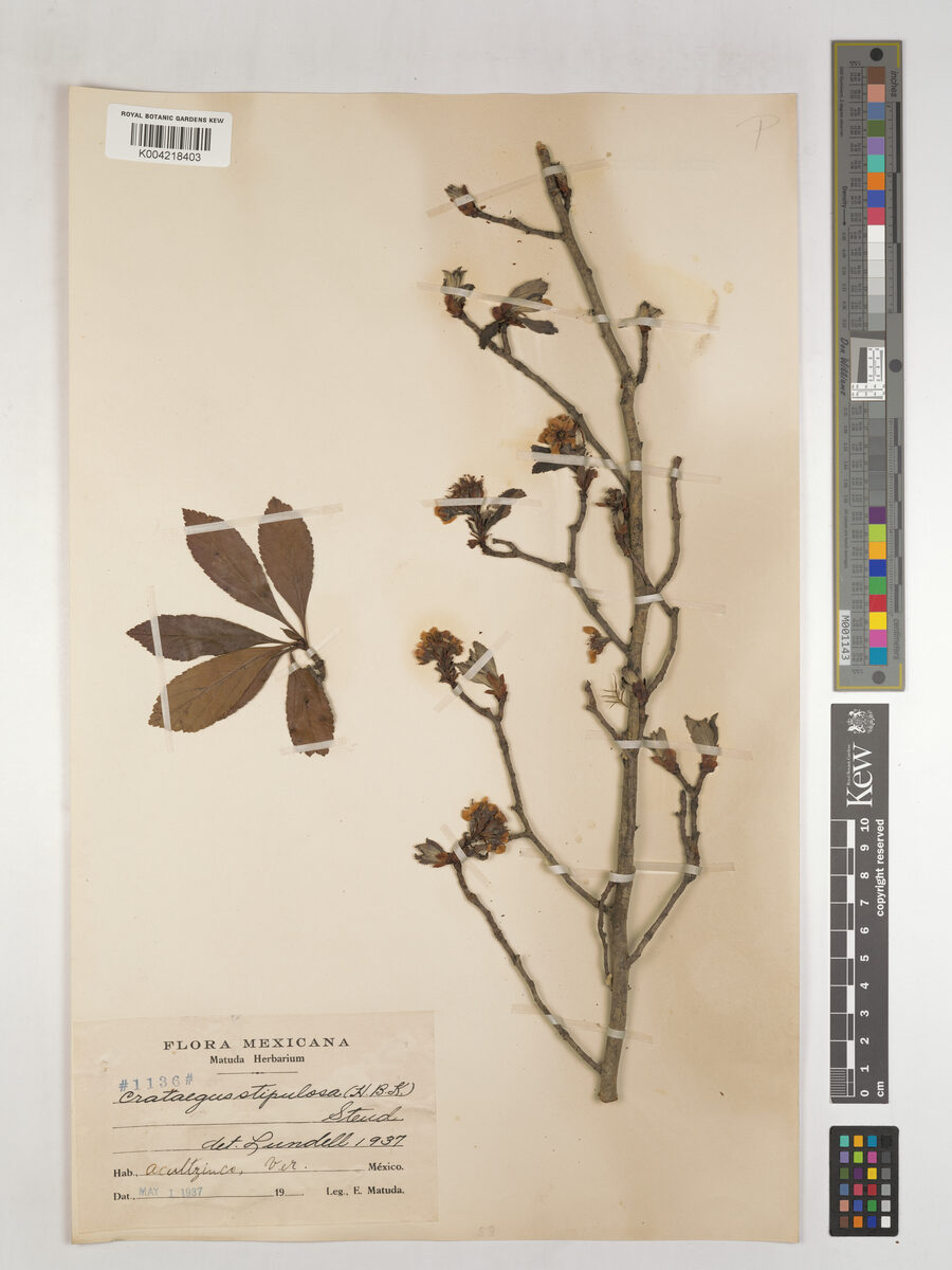 Crataegus pubescens var. stipulacea