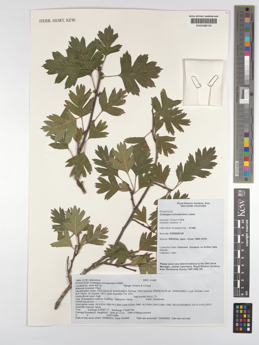 Crataegus schraderiana (Greek hawthorn) — photo