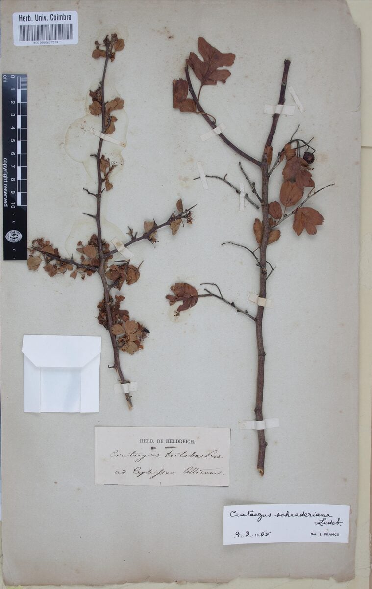 Crataegus schraderiana (Greek hawthorn) — photo