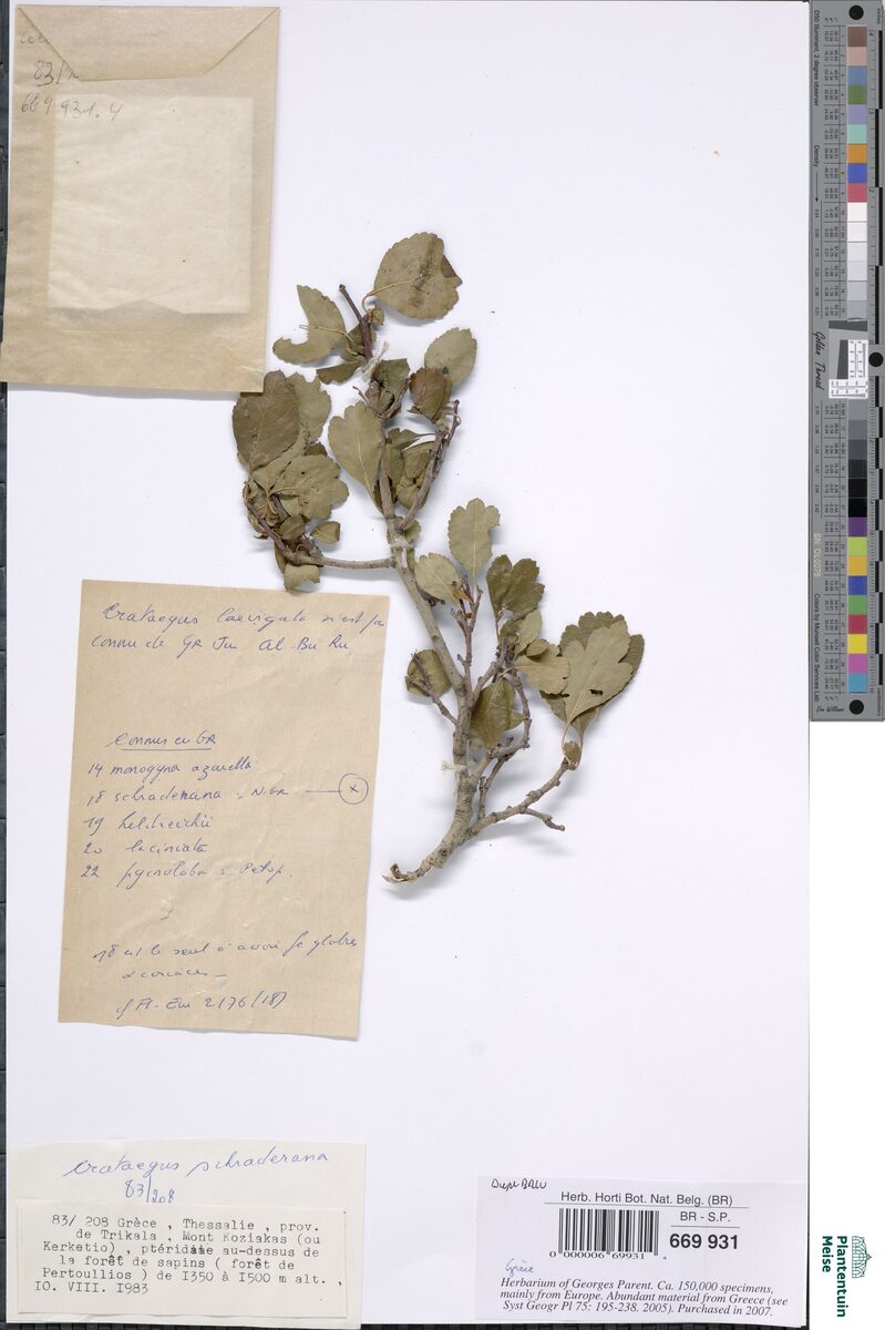 Crataegus schraderiana