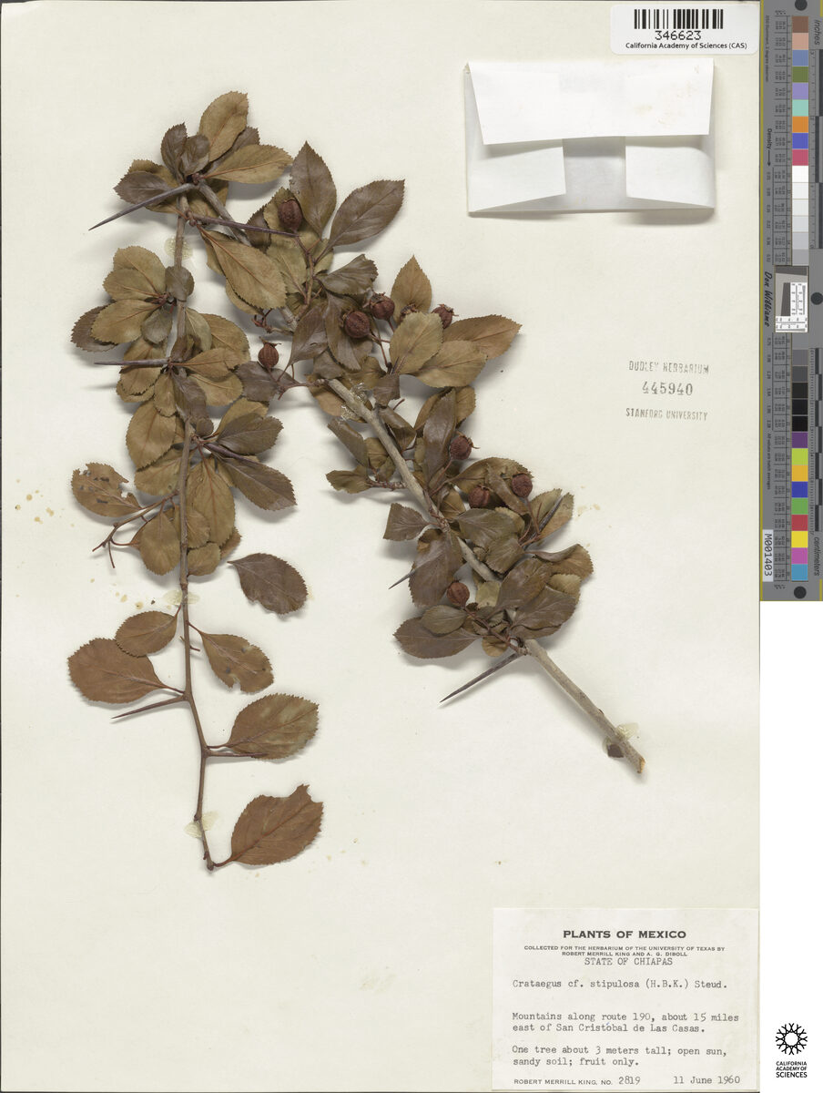 Crataegus stipulosa - (Kunth.)Steud. — photo