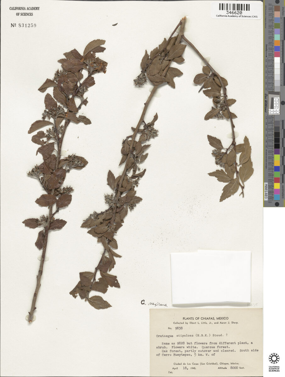 Crataegus stipulosa - (Kunth.)Steud. — photo