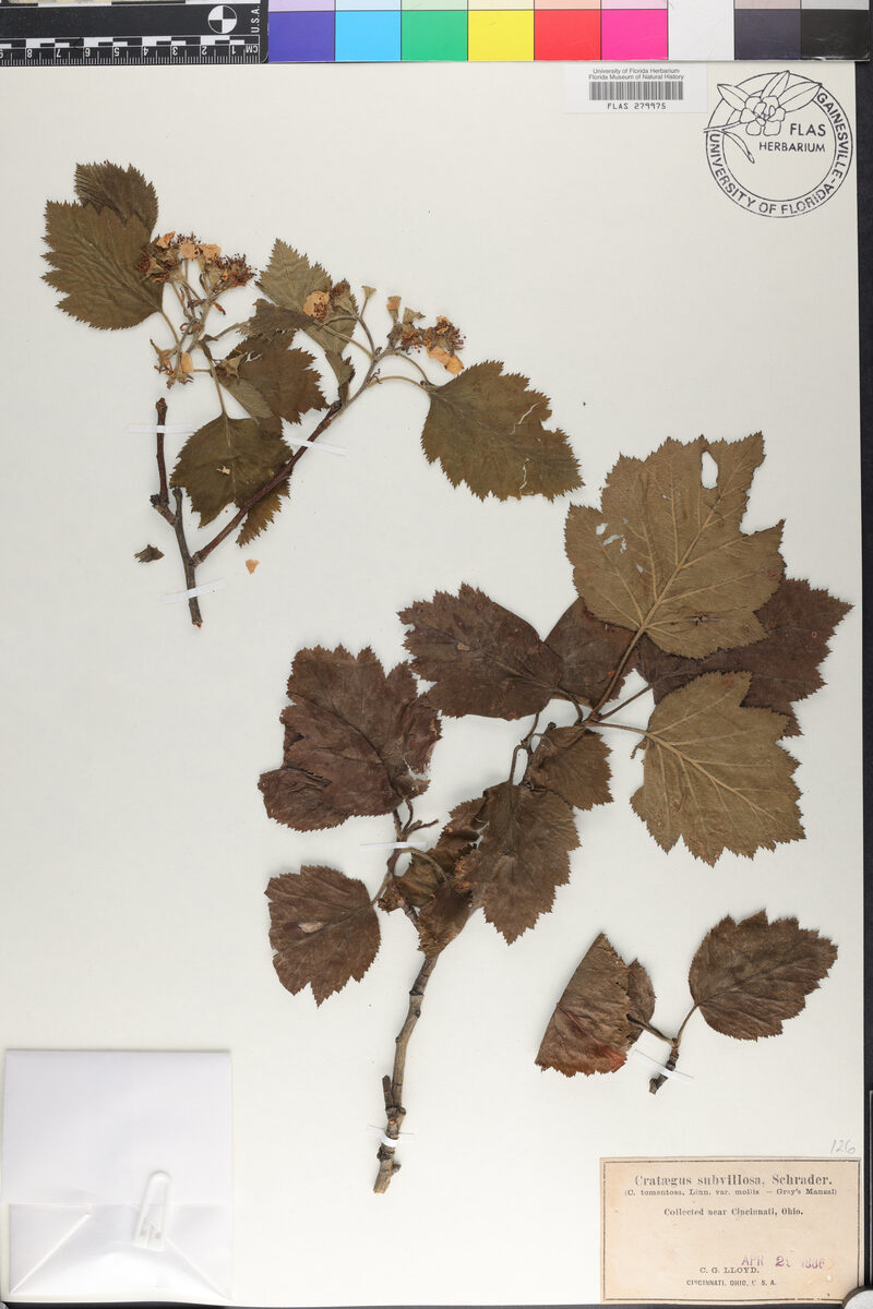 Crataegus subvillosa