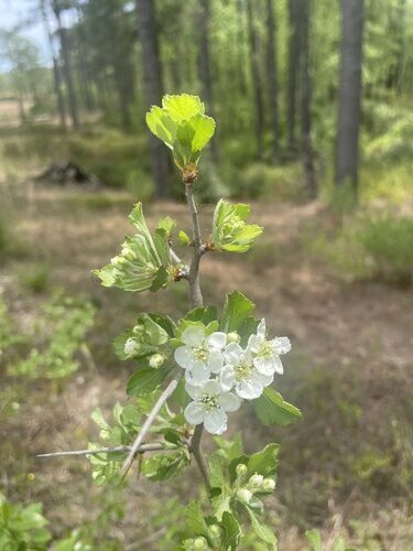Crataegus uniflora (Dwarf Hawthorn) — photo