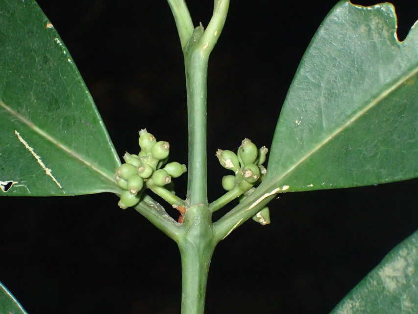 Craterispermum cerinanthum (Sweet tree) — photo