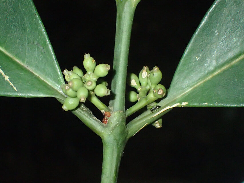 Craterispermum cerinanthum (Sweet tree) — photo