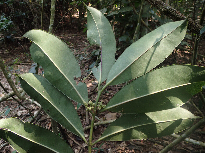 Craterispermum cerinanthum