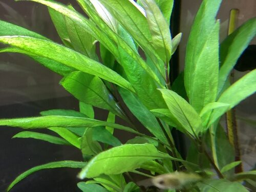 Crateva adansonii (Temple plant) — photo
