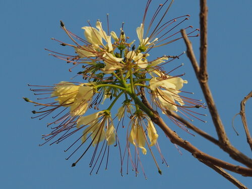 Crateva religiosa (Sacred garlic pear) — photo