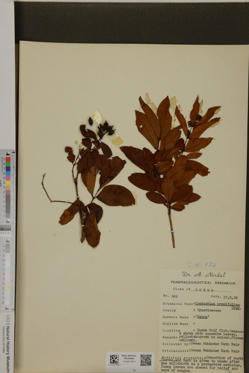 Cratoxylum prunifolium — photo