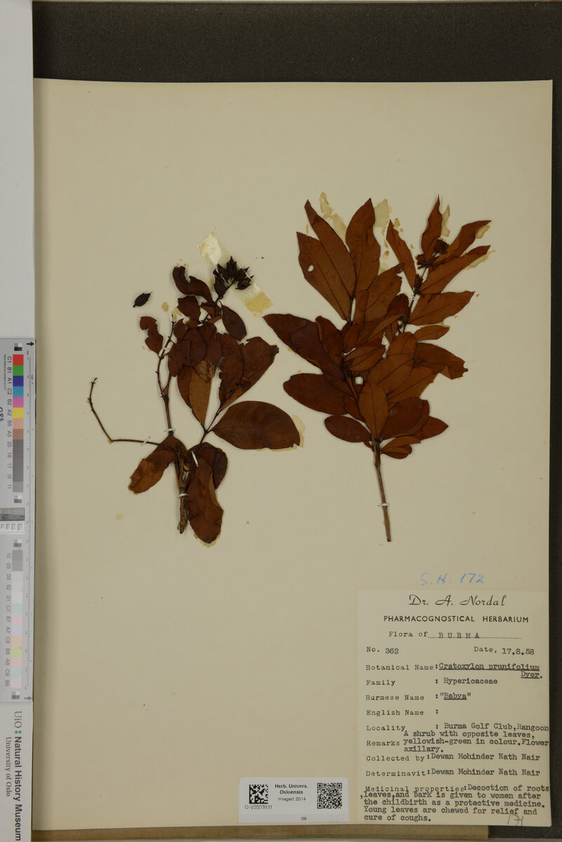 Cratoxylum prunifolium — photo