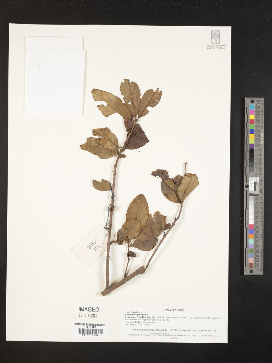 Cratoxylum prunifolium