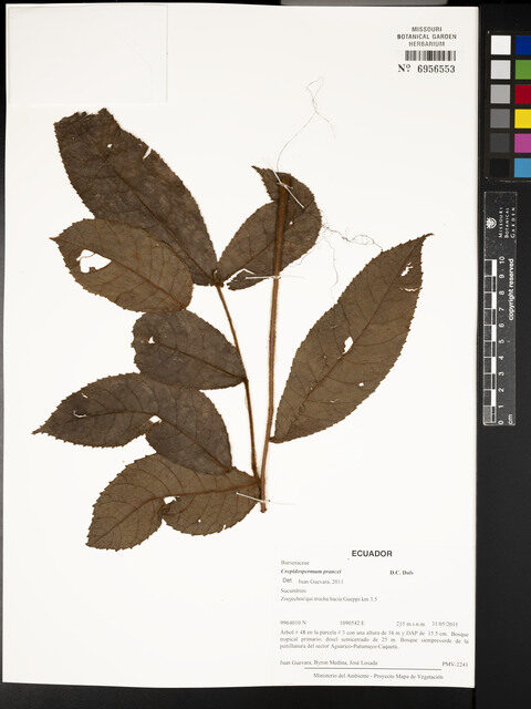 Crepidospermum prancei (Prance crepidospermum) — photo