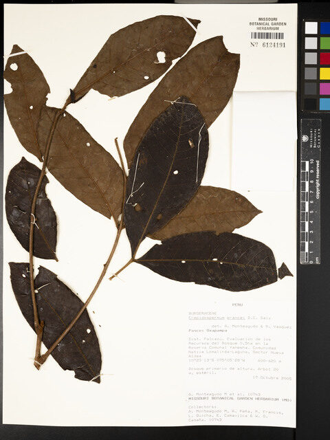 Crepidospermum prancei (Prance crepidospermum) — photo