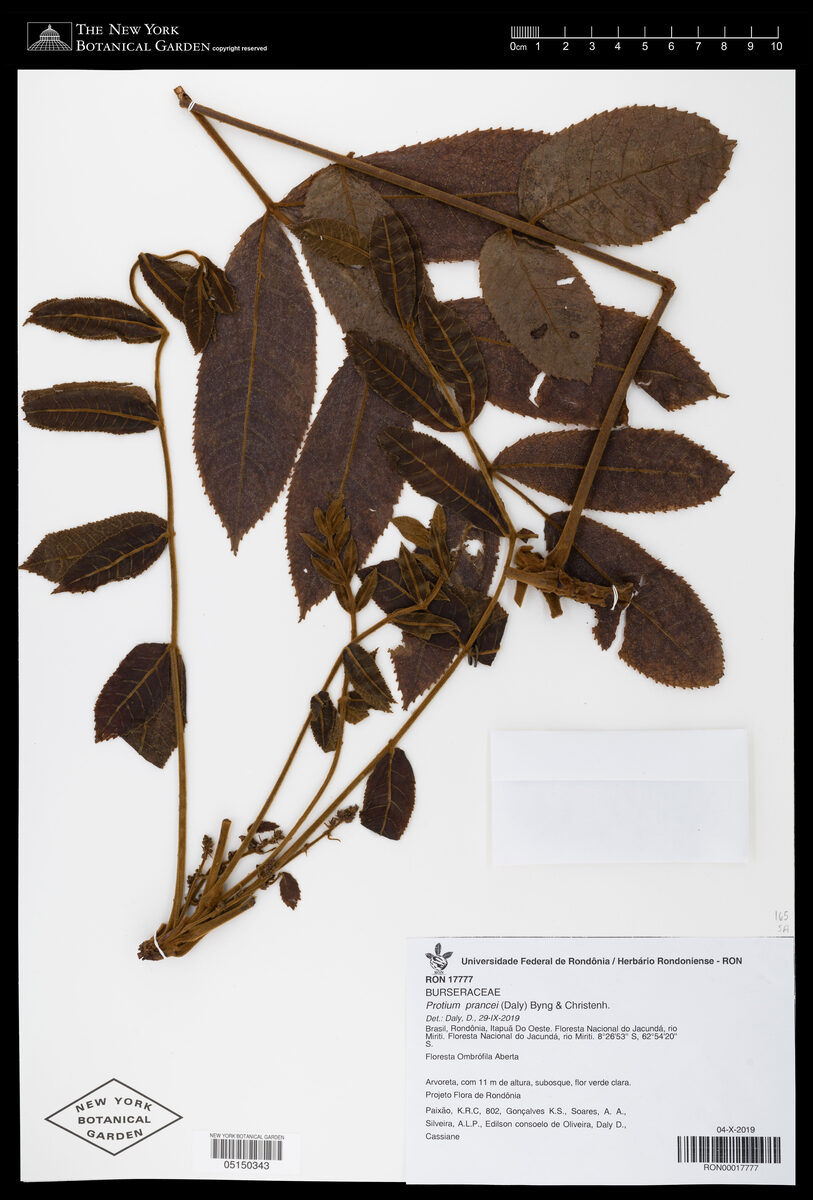 Crepidospermum prancei