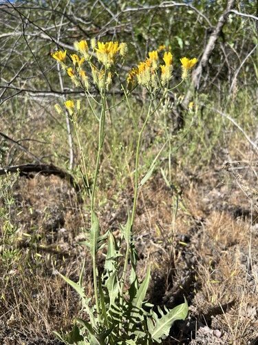 Crepis biennis (Hawks beard) — photo