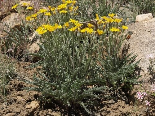 Crepis occidentalis (Western hawksbeard) — photo