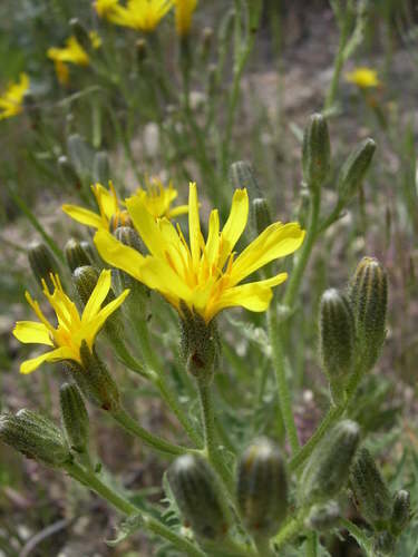 Crepis occidentalis (Western hawksbeard) — photo