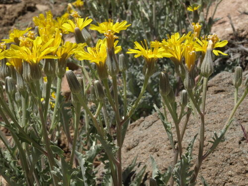 Crepis occidentalis