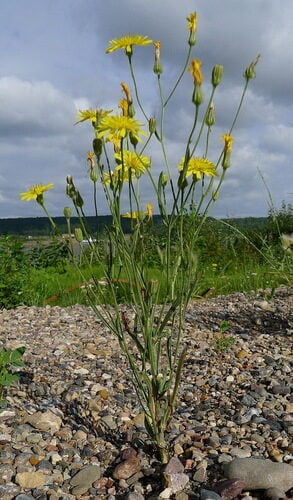 Crepis tectorum (Narrow-Leaved Hawksbeard) — photo