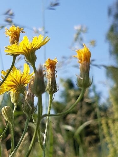 Crepis tectorum (Narrow-Leaved Hawksbeard) — photo