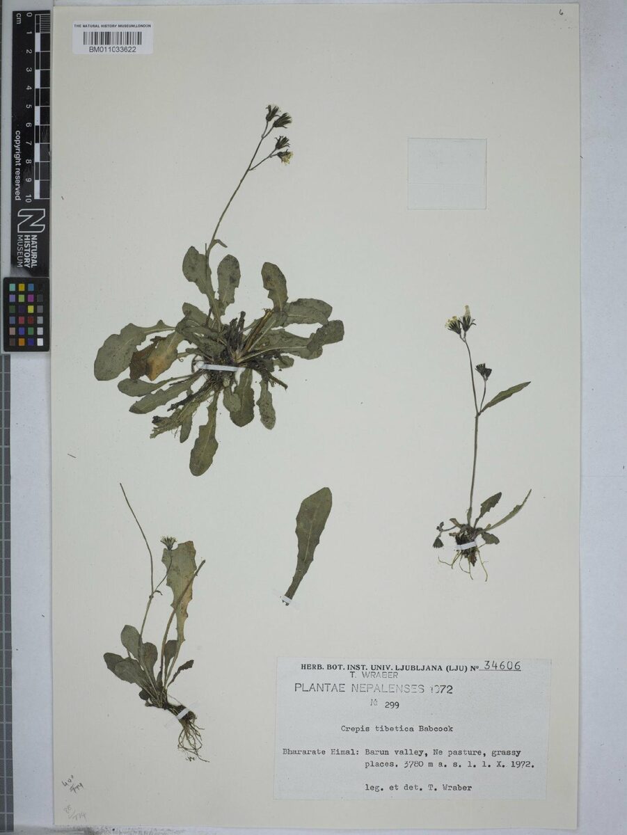 Crepis tibetica