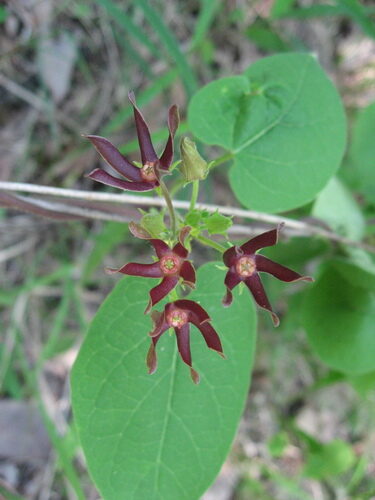 Cristobalia hispida (Angle-pod) — photo