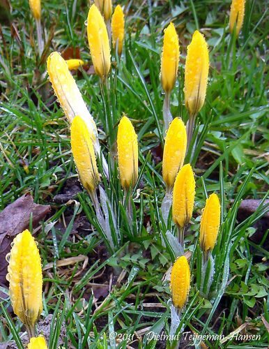 Crocus flavus (Yellow crocus) — photo