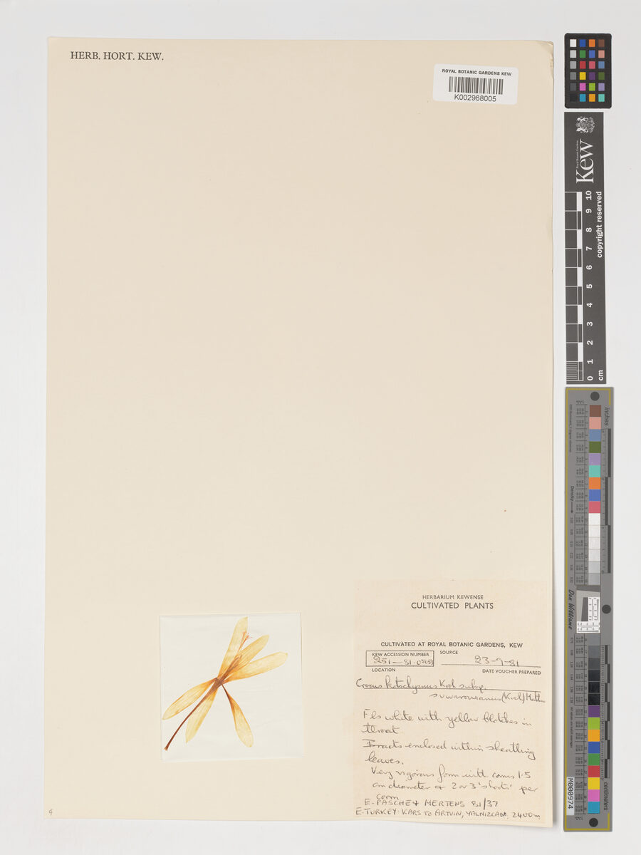 Crocus kotschyanus subsp. suworowiana — photo