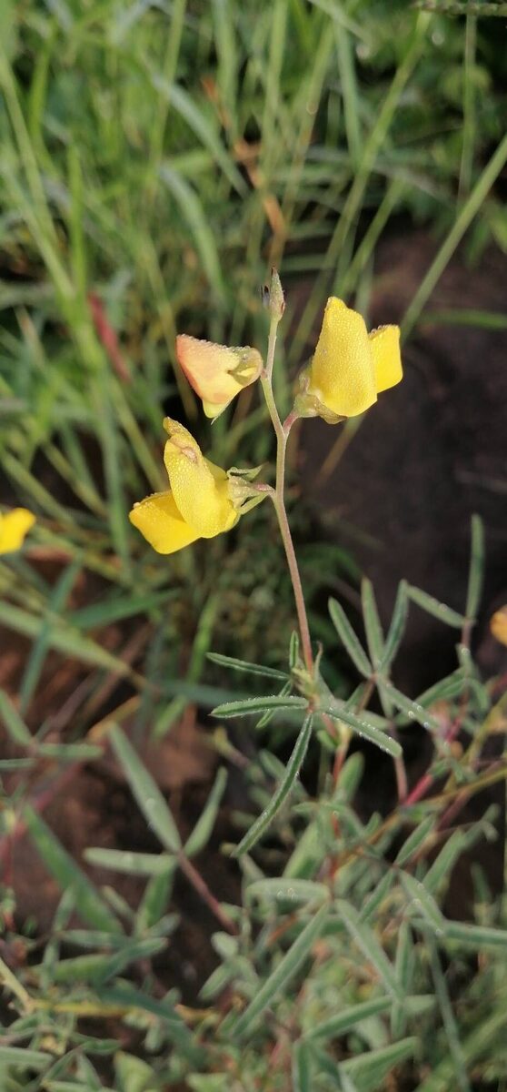 Crotalaria brevidens (Slenderleaf rattlepod) — photo