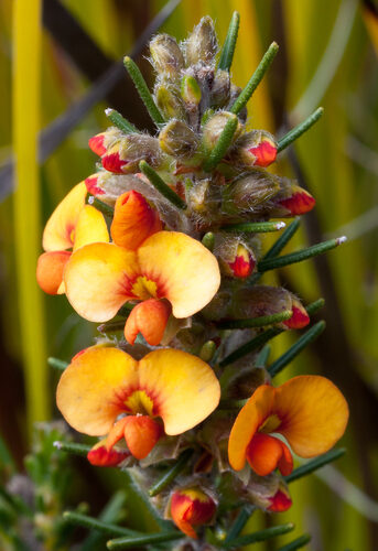 Crotalaria cunninghamii (Parrot Pea) — photo