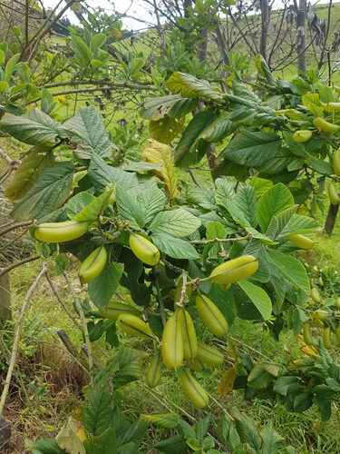 Crotalaria eremaea (Rattlepod) — photo