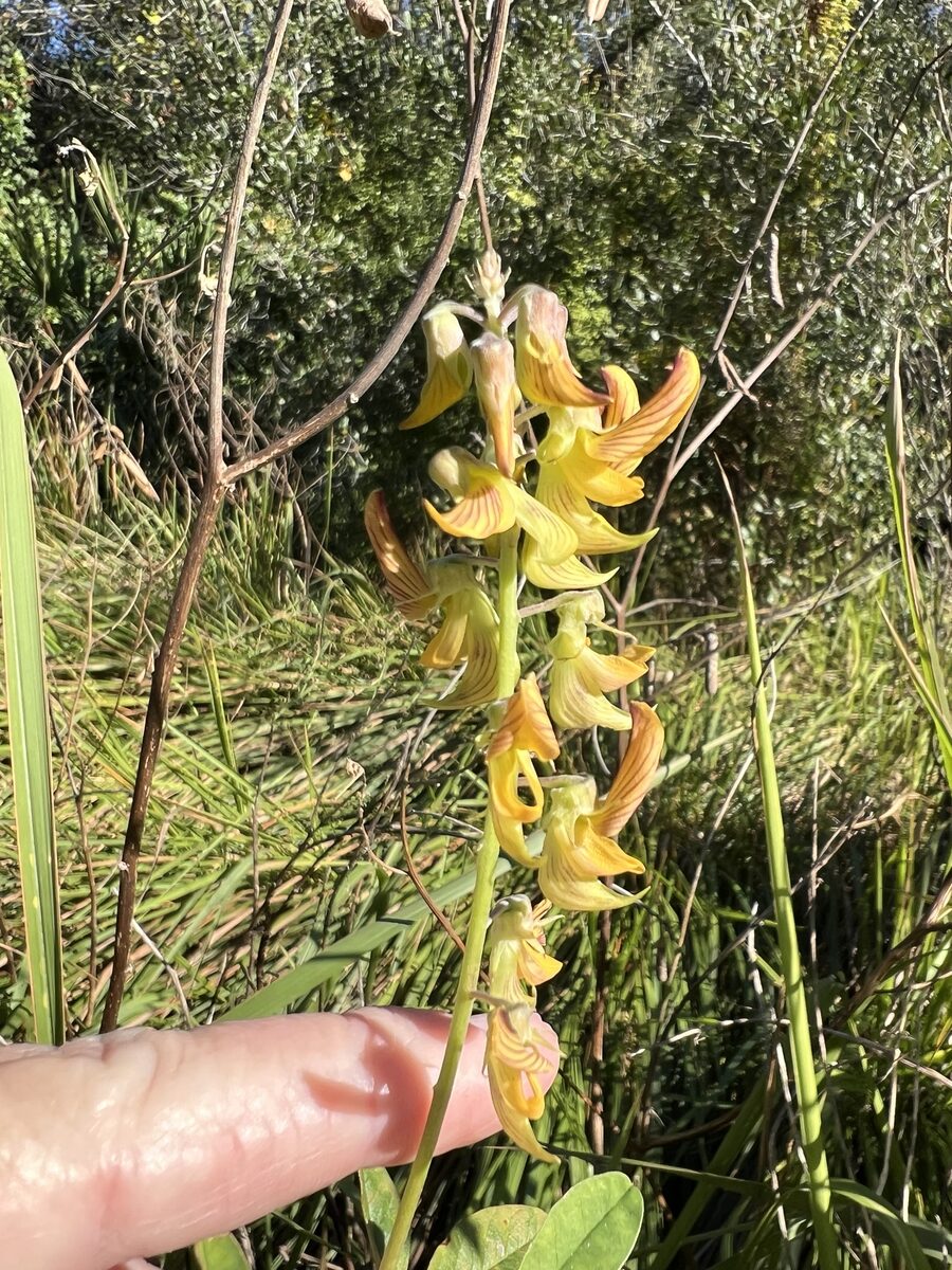 Crotalaria falcata — photo