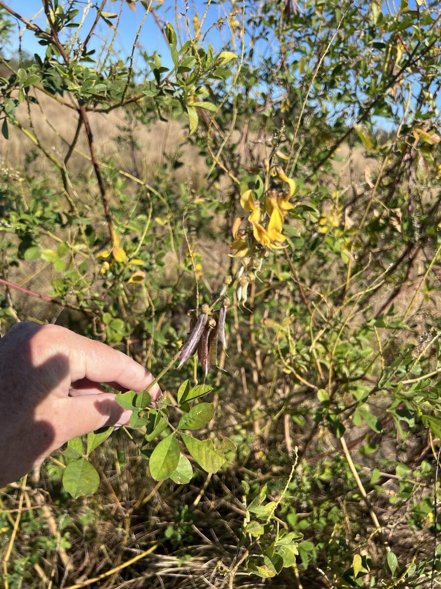 Crotalaria falcata — photo
