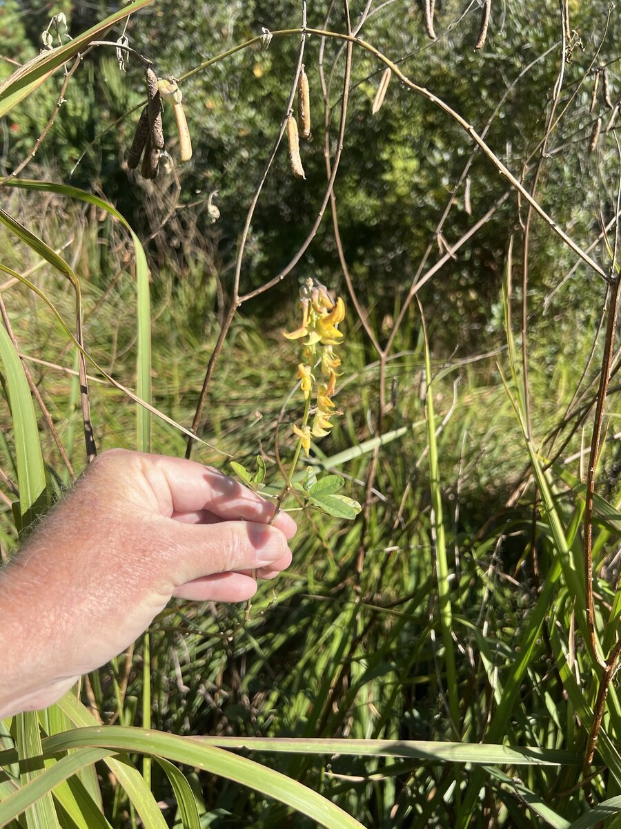 Crotalaria falcata