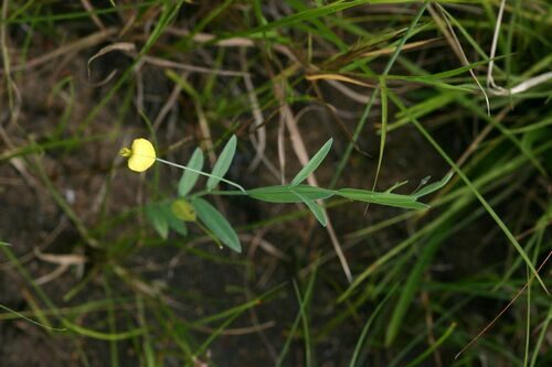 Crotalaria glauca (Grass-leaved crotalaria) — photo